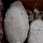 Kokam oil